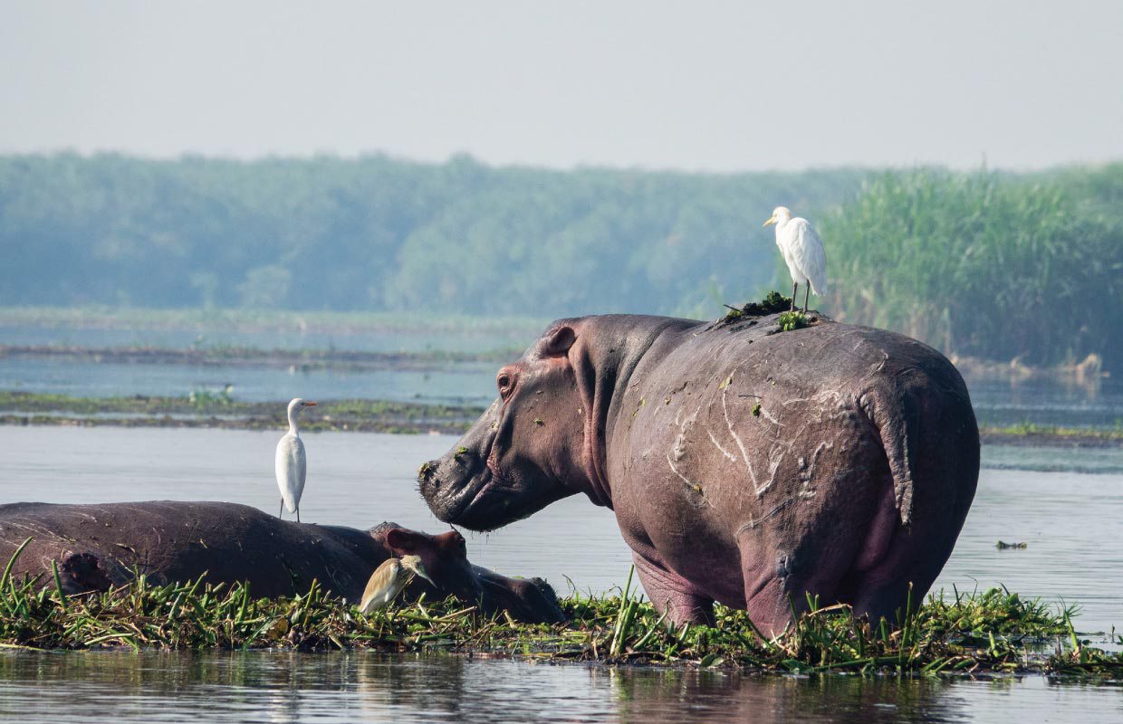 You are currently viewing 5 Days Murchison Falls Safari Adventure – Explore Uganda’s Wildlife