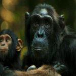 chimpanzee trekking Uganda