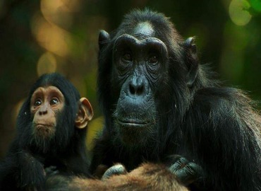 chimpanzee trekking Uganda