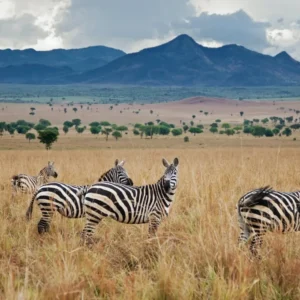 Read more about the article Best Time to Visit Africa for a Safari