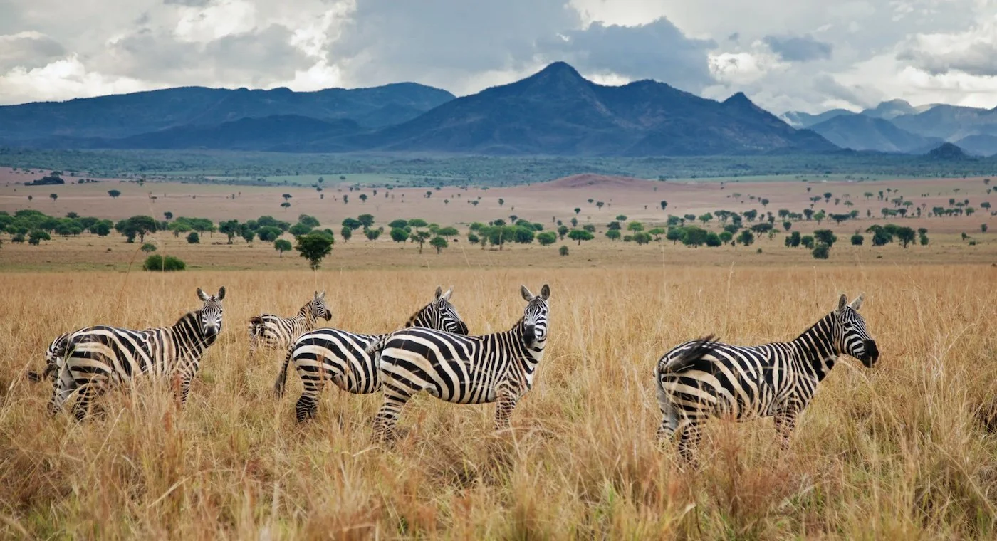 You are currently viewing 4 Day Kidepo Valley Flying Safari
