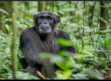 Rwanda Uganda gorilla safari