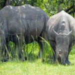 Murchison Falls Uganda
