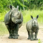 Best of Western Uganda Safari