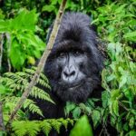 Rwanda Gorilla Trekking