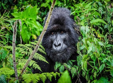 Rwanda Gorilla Trekking