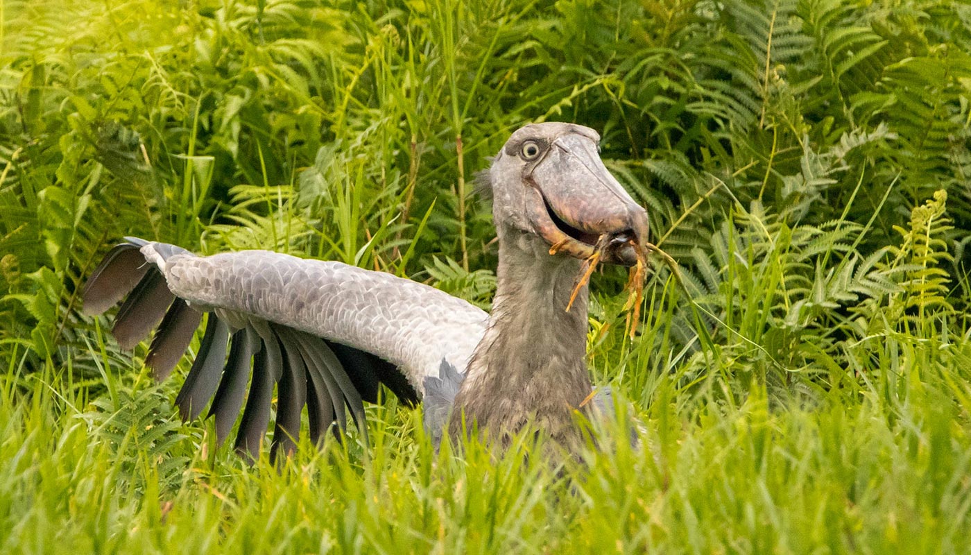 You are currently viewing 10 Days Uganda Birding & Gorilla Safari – Shoebill, Forest Birds & Wildlife Adventure