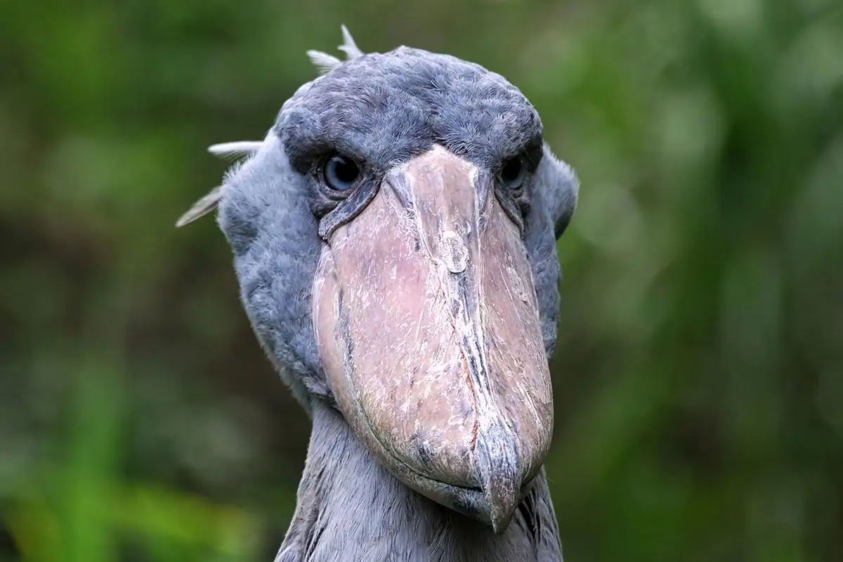 You are currently viewing 20 Days Ultimate Uganda Birding, Wildlife & Primate Safari Adventure
