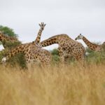 solo or group safari