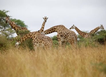 solo or group safari