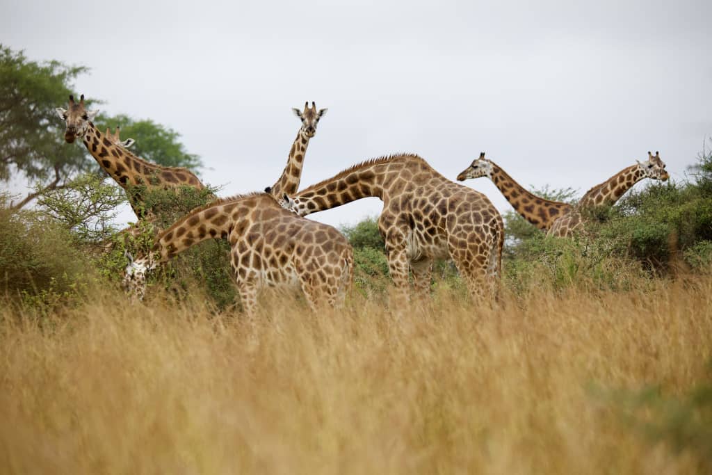 solo or group safari