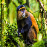 uganda rwanda safari