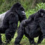 gorillas vs chimpanzees