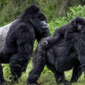 Read more about the article Gorillas vs Chimpanzees: Key Differences and Fascinating Similarities