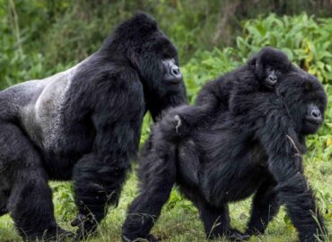 gorillas vs chimpanzees