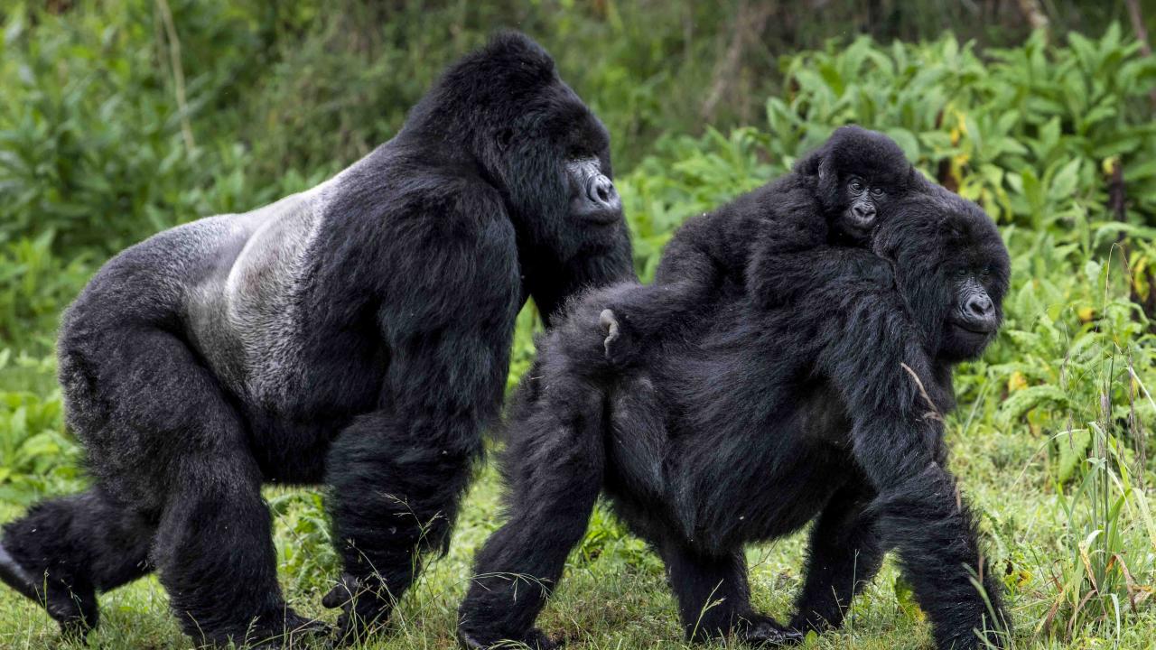 gorillas vs chimpanzees