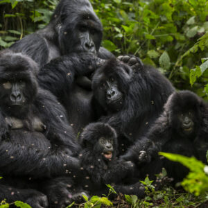 Read more about the article Major Gorilla Families in Virunga National Park