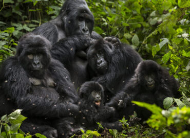 Gorilla Virunga National Park