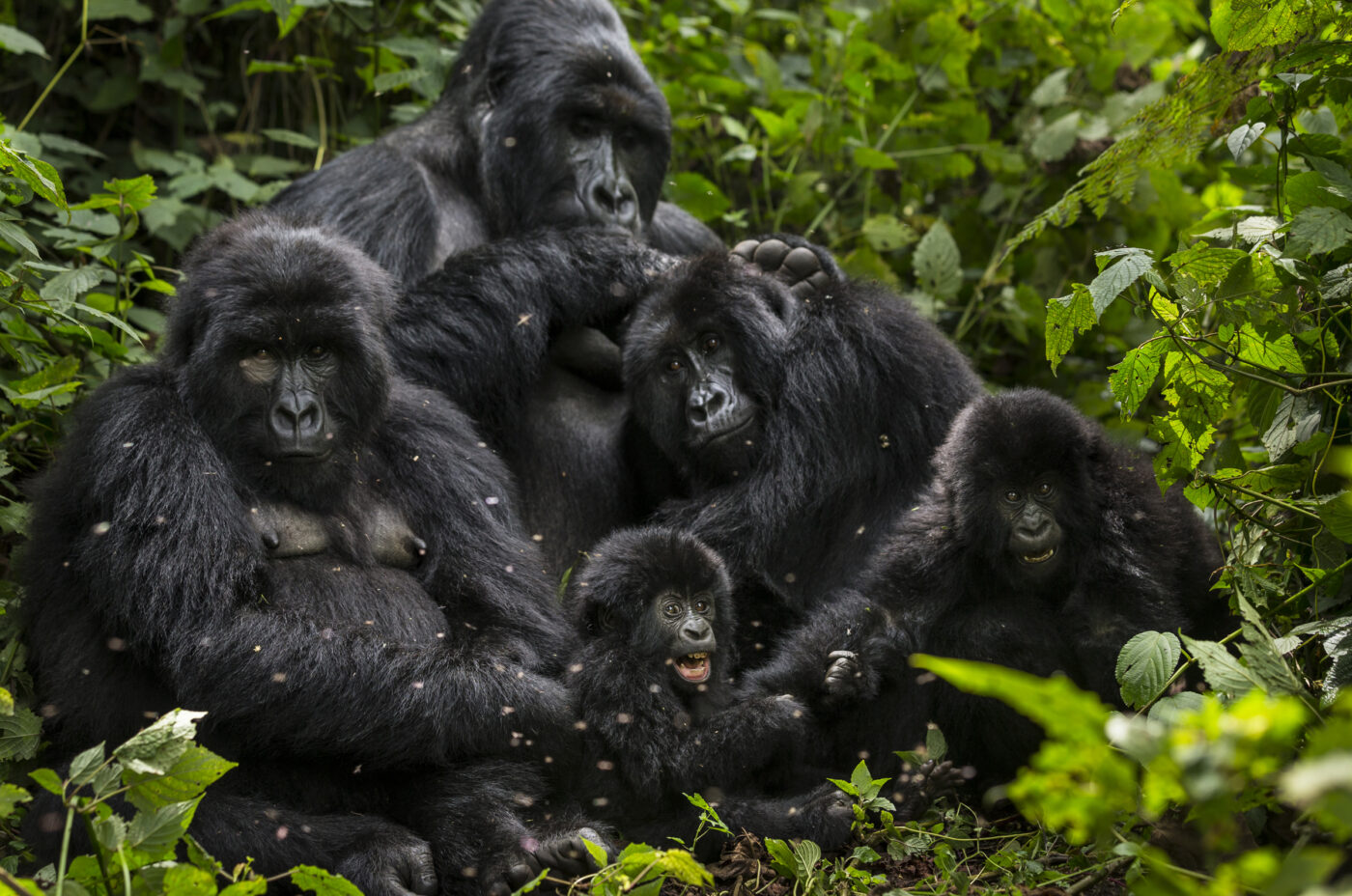 Major Gorilla Families in Virunga National Park