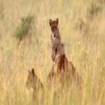 14-day Uganda safari