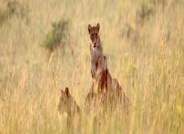 14-day Uganda safari