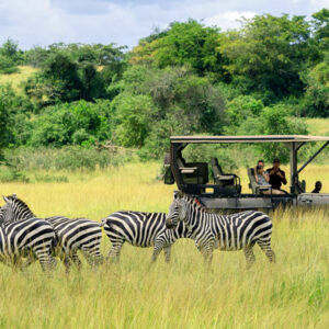 Read more about the article Akagera National Park Rwanda: A Complete Safari Guide