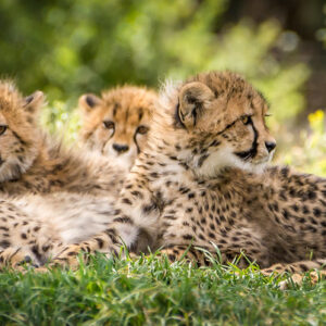 Read more about the article Where to See the Big Five in Uganda – Ultimate Safari Guide