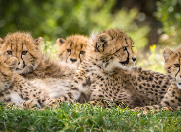 Big Five safari Uganda