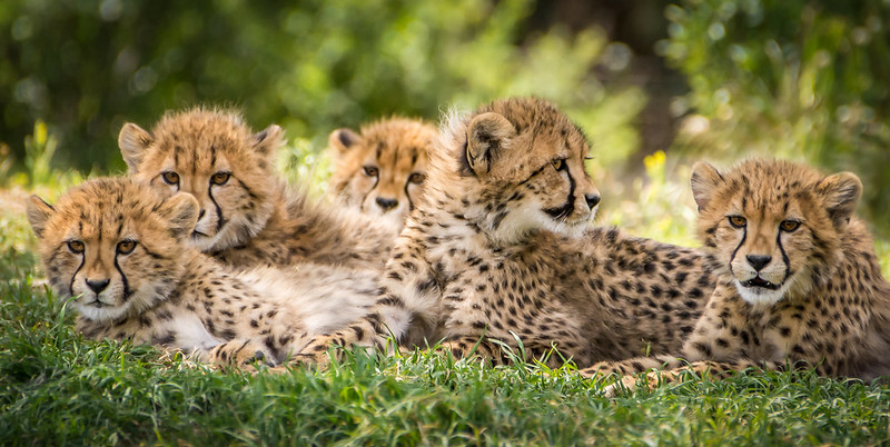 Big Five safari Uganda