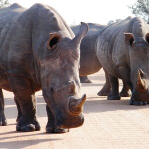 Read more about the article Majestic and Endangered: Key Facts About the Rhinoceros