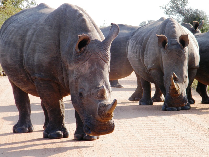Majestic and Endangered: Key Facts About the Rhinoceros