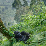 Uganda honeymoon gorilla trekking