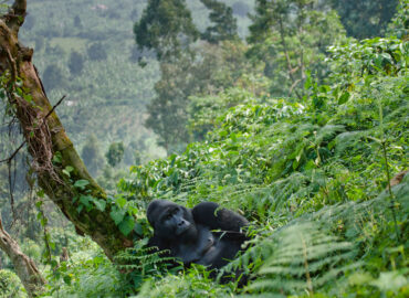 Uganda honeymoon gorilla trekking