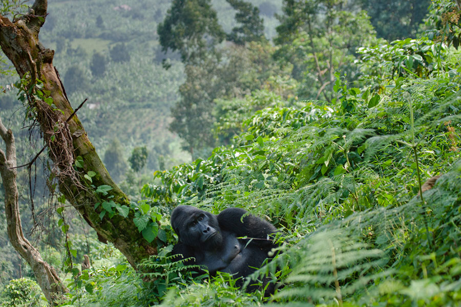 The Ultimate Romantic Adventure: A Uganda Honeymoon with Gorilla Trekking