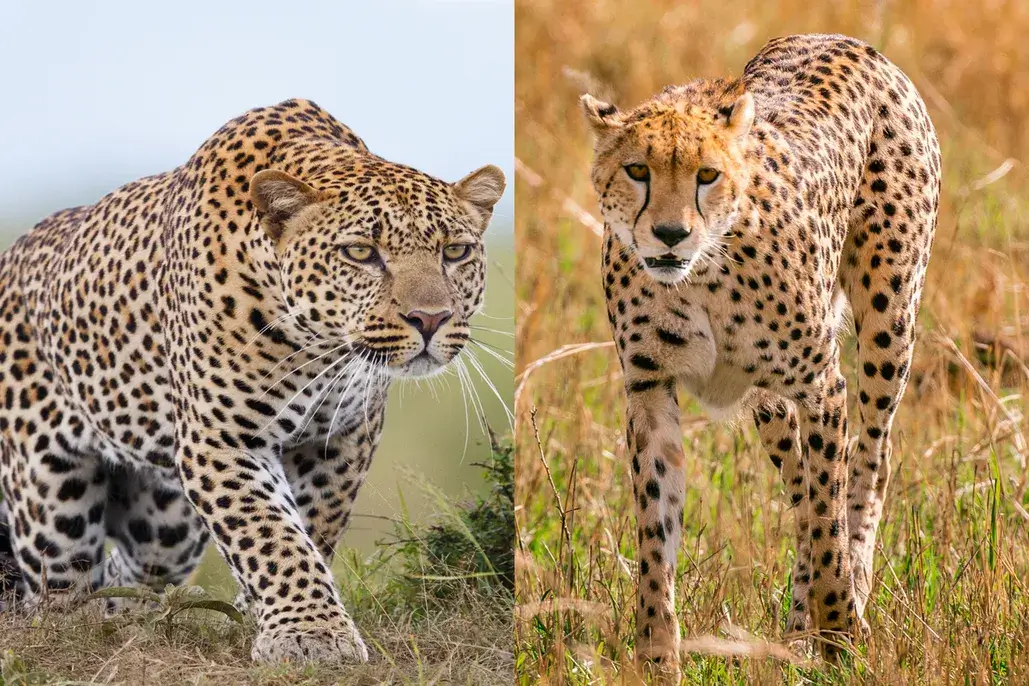 You are currently viewing 10- DAY WILDLIFE, BIG 5, CHIMPANZEE AND GORILLA SAFARI (MID-RANGE)