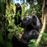 Rwanda Gorilla Trekking Safari