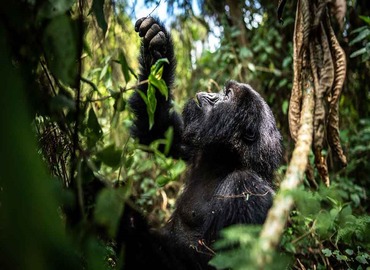 Rwanda Gorilla Trekking Safari