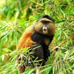 Rwanda gorilla trekking safari