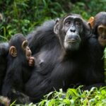 Uganda Chimpanzee Safari Adventure