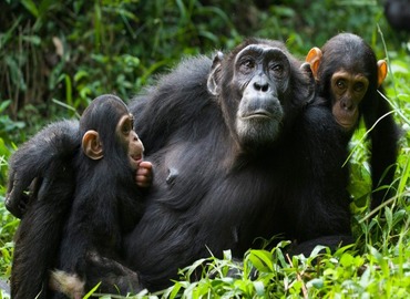 Uganda Chimpanzee Safari Adventure