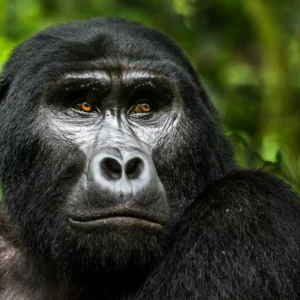 Read more about the article Gorilla Trekking in Uganda: The Complete 2026–2027 Safari Guide