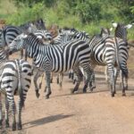 Travel to Uganda safely