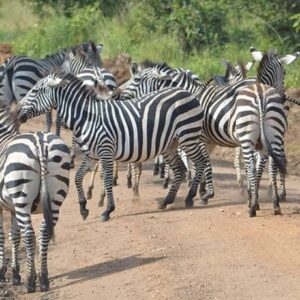 Read more about the article Is It Safe to Travel to Uganda During Elections?