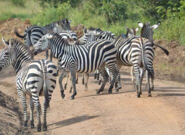 Travel to Uganda safely