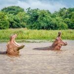 BOAT CRUISE IN MURCHISON FALLS NATIONAL PARK