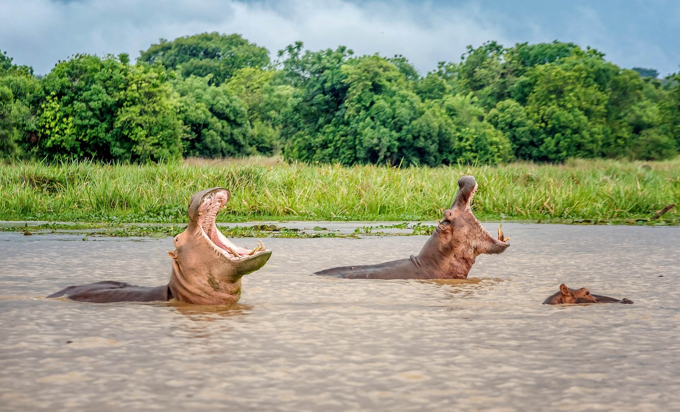 Read more about the article Boat Cruise in Murchison Falls National Park – Explore Uganda’s Natural Wonder