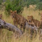 luxury Kidepo Valley safari