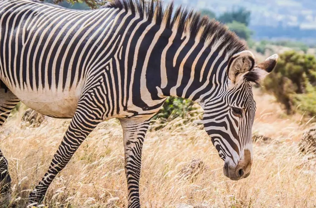 akagera national park