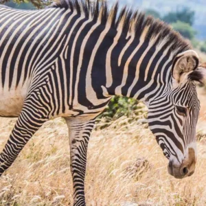 Read more about the article Akagera National Park Rwanda: A Complete Safari Guide