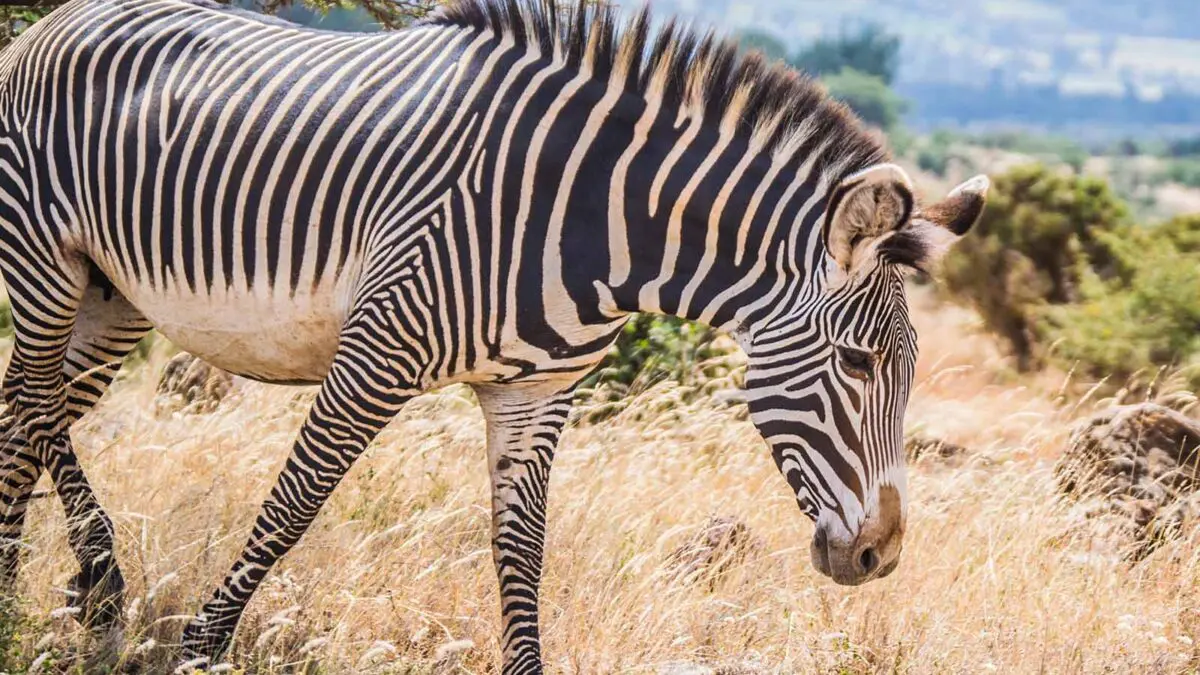 You are currently viewing 6-Day Rwanda Akagera Safari and Cultural Experiences